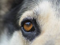 Un hombre de Villa Regina fue denunciado por crueldad animal y deberá pagar una multa de 50 mil pesos. Un hombre de Villa Regina fue denunciado por crueldad animal y deberá pagar una multa de 50 mil pesos.