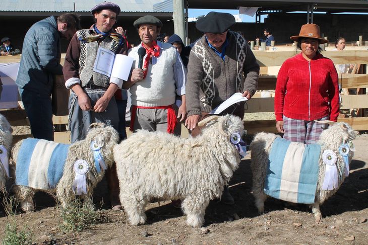 Ganadores en la Feria Integral de la Producción Zapala por sus cabras Angora. Ganadores en la Feria Integral de la Producción Zapala por sus cabras Angora.