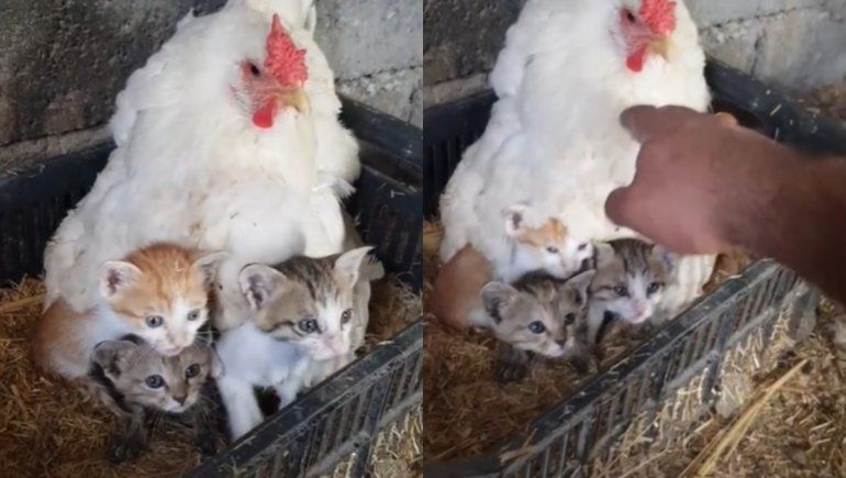 TikTok: una gallina adoptó a tres gatos