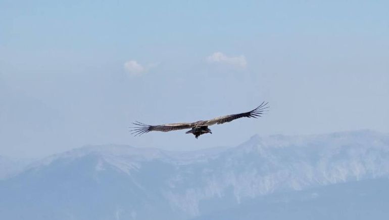 El cóndor andino bajó a saludar a los turistas.&nbsp;