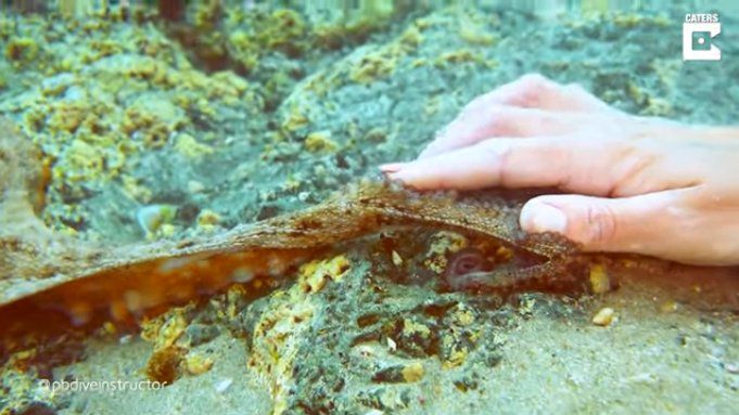 Video viral: un pulpo le tomó la mano a una buceadora