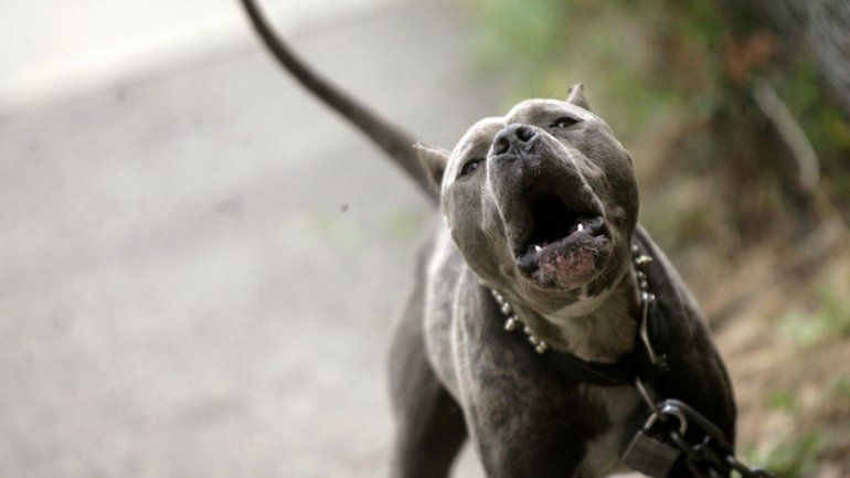 Dos Pitbull atacaron a un hombre y le mordieron las piernas, los brazos y los genitales