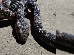 La yarará apareció en el patio de un domicilio y generó temor. La yarará apareció en el patio de un domicilio y generó temor.