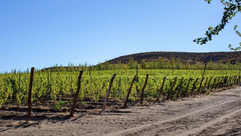 Una nueva indicación geográfica se suma en la Patagonia