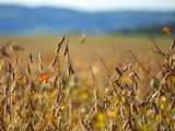 Por la suba de costos y baja de los precios internacionales, el Estado ya se lleva el 65% de la renta agrícola.