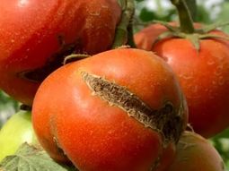 Detectan el virus en Luján (Buenos Aires) Detectan el virus en Luján (Buenos Aires)