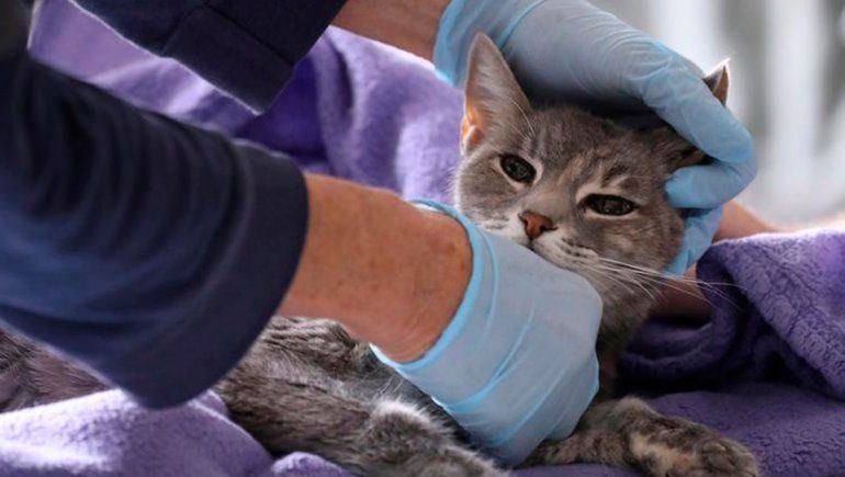 Hallaron evidencia de transmisión de COVID de humanos a gatos