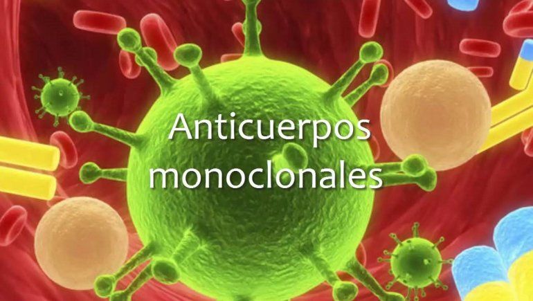Los ensayos en ratones con anticuerpos monoclonales están arrojando resultados positivos en la lucha contra el coronavirus.