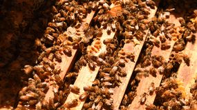 Atención apicultores: difunden pautas de manejo de colmenas