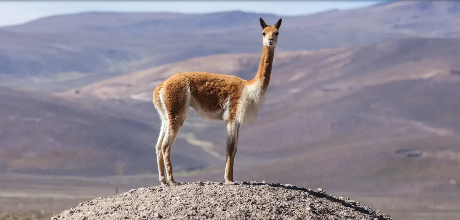 Patagonia estudia cómo agregar valor a la fibra más cara del mundo
