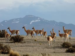 Guanacos en La Payunia, Mendoza. Crédito: Rolando Poblete - Gentileza WCS Argentina. Guanacos en La Payunia, Mendoza. Crédito: Rolando Poblete - Gentileza WCS Argentina.