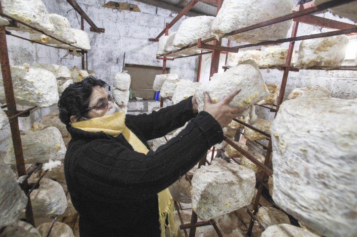 Los hongos de la familia Muñoz se originaron a partir de un plan municipal cuando Flérida adquirió los conocimientos y herramientas necesarias.