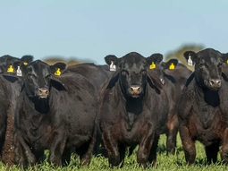 La menor oferta de hacienda para faena no está imnpactando positivamente en los precios. La menor oferta de hacienda para faena no está imnpactando positivamente en los precios.