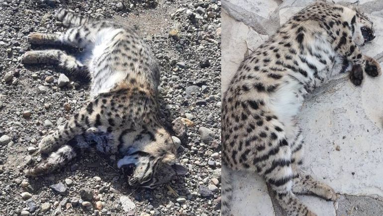 El gato montés, una especie amenazada por el turismo que llega a cada Parque Nacional. El gato montés, una especie amenazada por el turismo que llega a cada Parque Nacional.