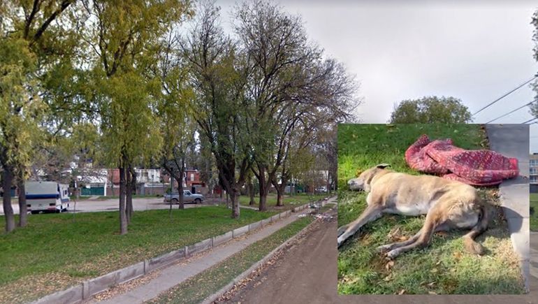 Hallan otro perro envenenado y crece el temor en Cipolletti