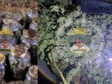 Los vieron en un delivery de droga