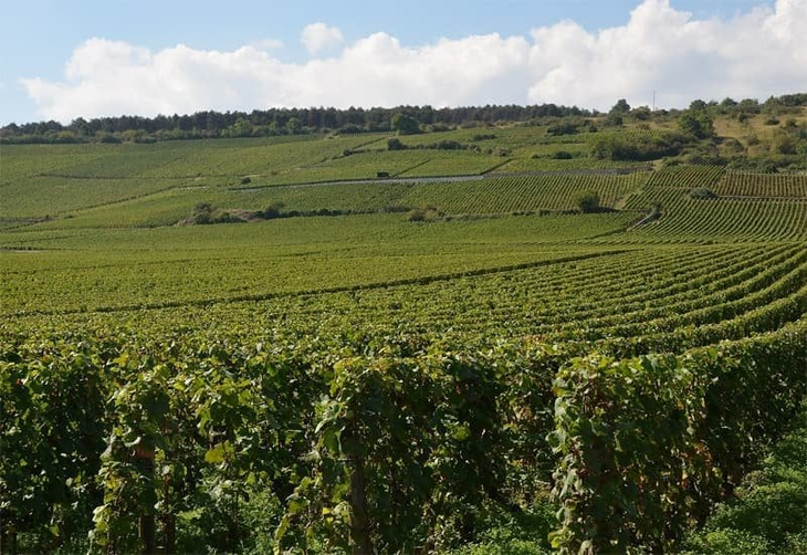 El viñedo Romanée-Conti es de apenas 1.8 hectáreas. El viñedo Romanée-Conti es de apenas 1.8 hectáreas.