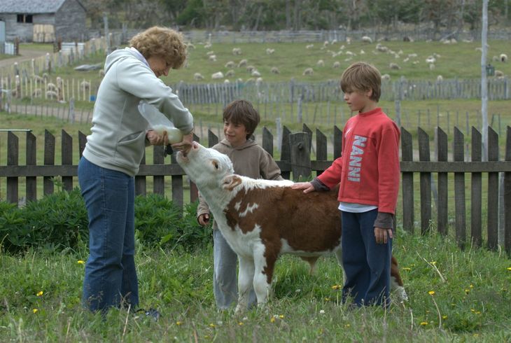 En la zona centro de la isla se ha reemplazado la producción ovina por la vacuna. Foto: Instituto Fueguino de Turismo En la zona centro de la isla se ha reemplazado la producción ovina por la vacuna. Foto: Instituto Fueguino de Turismo