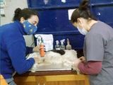 Solamente son dos las empleadas con que cuenta el servicio de Zoonosis y Vectores en la comunidad perlense.
