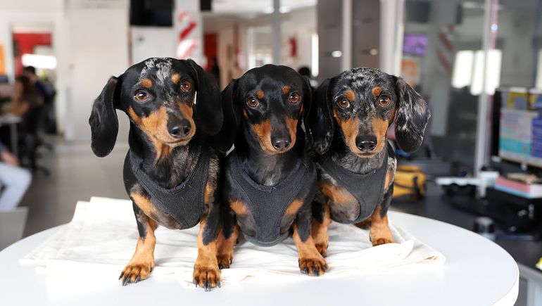 Los Salchi Hermanos: de Neuquén al mundo, los perritos salchichas más virales de YouTube