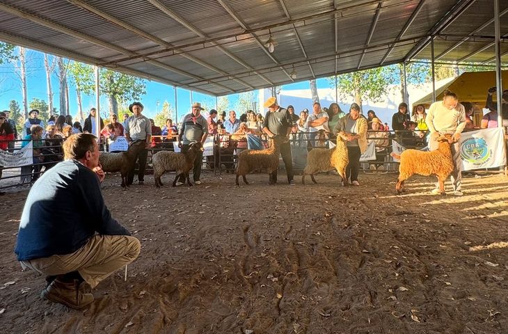 La cabra colorada, la estrella de la muestra. Foto: @municipalidad25demayolapampa La cabra colorada, la estrella de la muestra. Foto: @municipalidad25demayolapampa