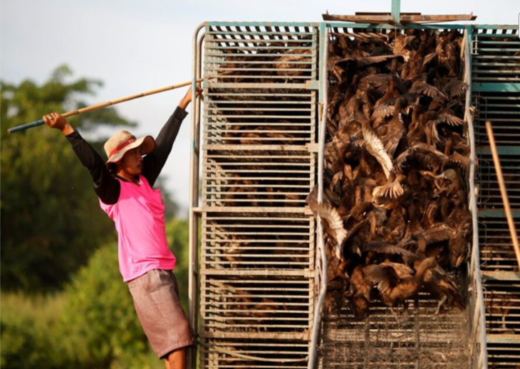 Se llaman patos cazadores y antes de ser lanzados a su tarea, permanecen 20 días concentrados. Foto: Reuters. Se llaman patos cazadores y antes de ser lanzados a su tarea, permanecen 20 días concentrados. Foto: Reuters.