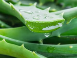 Aloe vera en casa: guía completa para cultivarlo y aprovechar sus beneficios medicinales