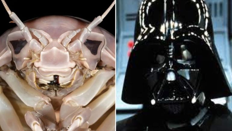 Guerra de los bichos: descubren un insecto igual a Darth Vader