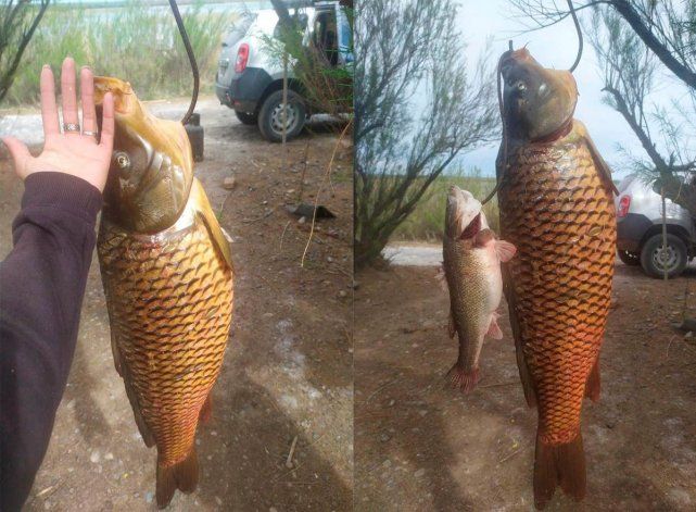 Ensayan la pesca comercial de carpas en canales de riego