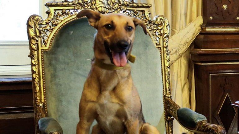 Balcarce, el perro del PRO, en el sillón presidencial