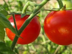 “El jitomate mexicano va a seguir exportándose aún con el arancel porque no tiene sustituto”, aseguró Claudia Sheinbaum. “El jitomate mexicano va a seguir exportándose aún con el arancel porque no tiene sustituto”, aseguró Claudia Sheinbaum.