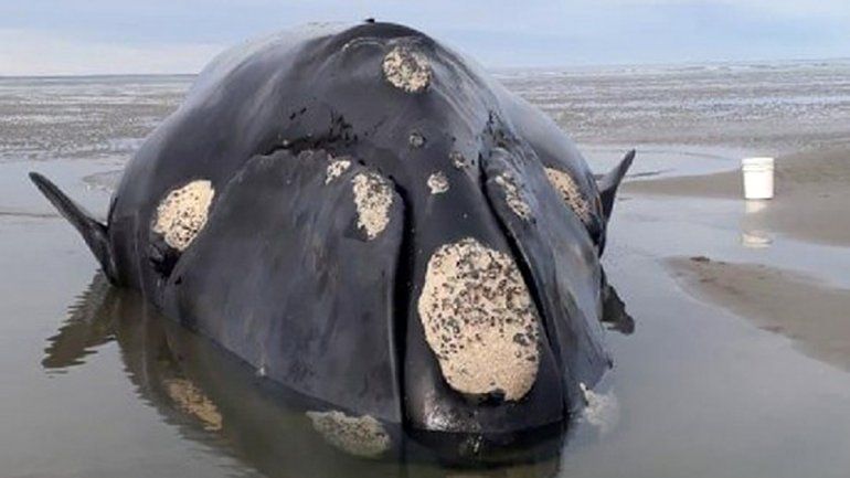 Intenso operativo para rescatar a una ballena varada en San Antonio Este