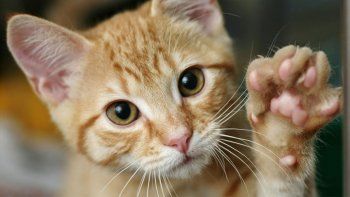 ¿por que se festeja hoy el dia mundial del gato?