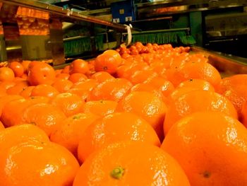 El informe anual del USDA anticipa menos fruta, más presión climática y un escenario comercial más complejo. El informe anual del USDA anticipa menos fruta, más presión climática y un escenario comercial más complejo.