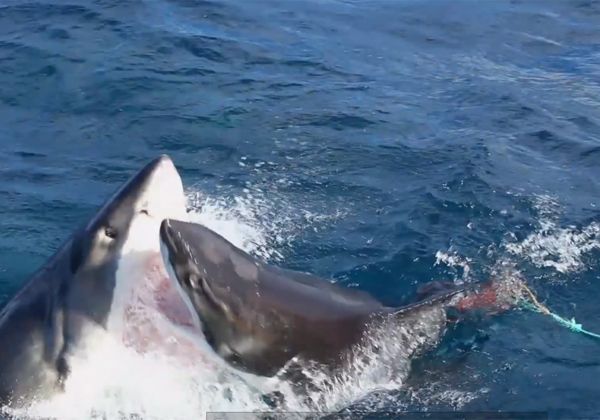 Un pescador registró el ataque entre dos tiburones blancos