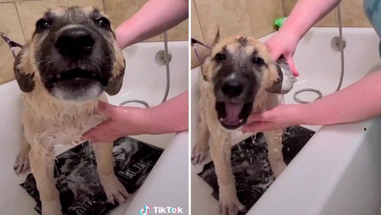TikTok: la peculiar reacción de un perrito tras ser bañado por primera vez.