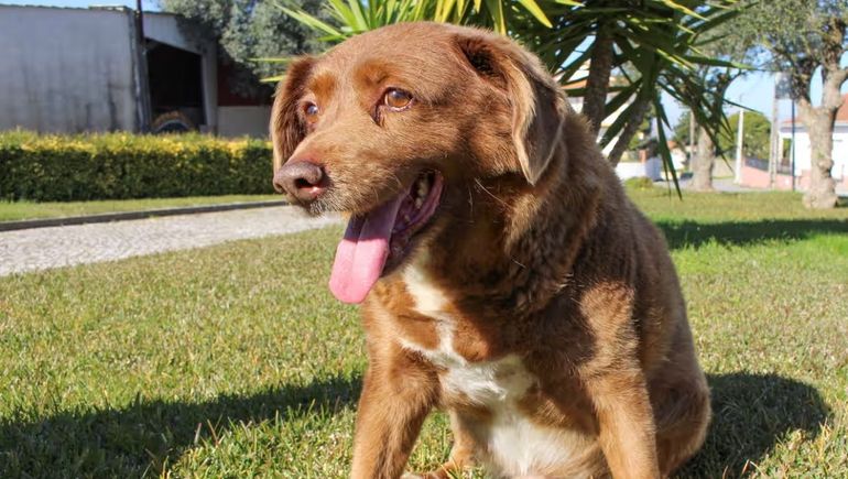 El perro Bobi era un fraude. El perro Bobi era un fraude.