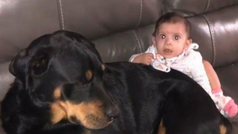 Dos rottweilers mataron a una beba de 10 meses