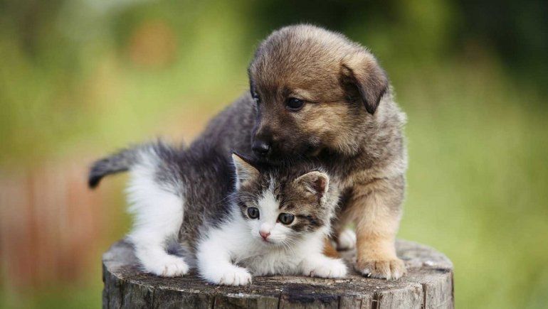 El significado de soñar con animales