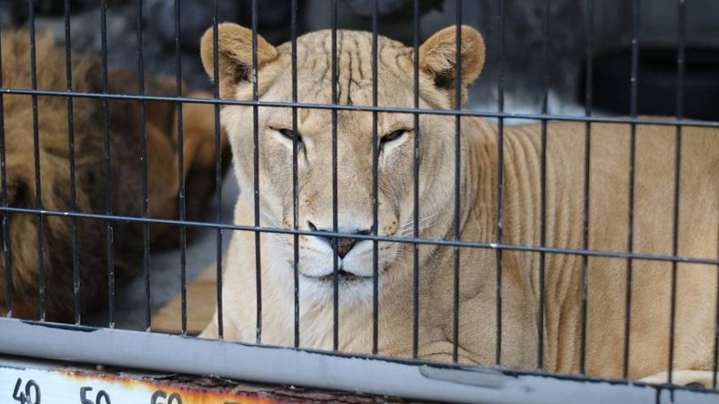 Operativo en el ex Zoo de Luján: analizan el rescate de 60 leones y tigres