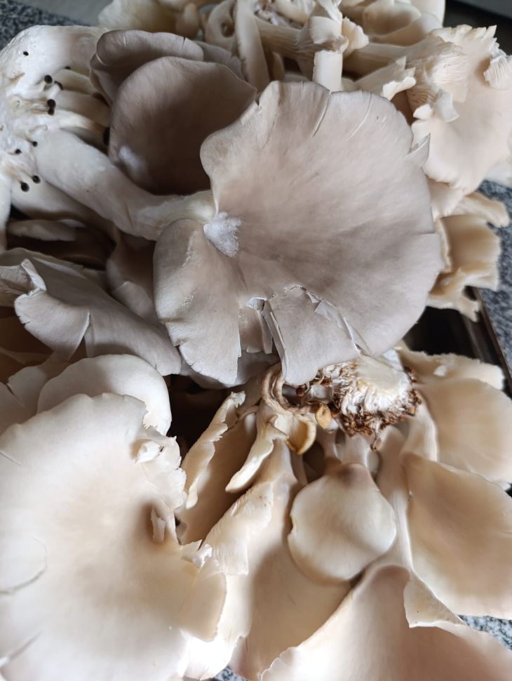 Muchos emprendedores comienzan como un hobby. Foto: gentileza Muchos emprendedores comienzan como un hobby. Foto: gentileza