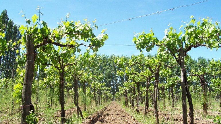 La provincia aumentó en un 800% la superficie plantada en viñedos