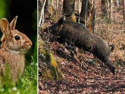 Las asociaciones denuncian la falta de coordinación nacional en cuanto a aplicación de medidas, protocolos de indemnización y controles poblacionales Las asociaciones denuncian la falta de coordinación nacional en cuanto a aplicación de medidas, protocolos de indemnización y controles poblacionales