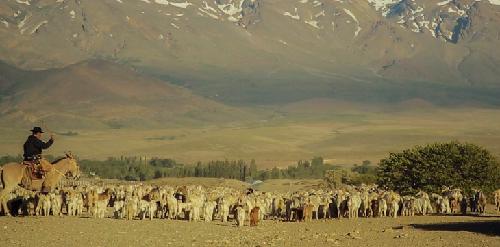 La trashumancia hunde sus raíces históricas en el modo de producción de los pueblos originarios. Foto: secretaría de Producción. La trashumancia hunde sus raíces históricas en el modo de producción de los pueblos originarios. Foto: secretaría de Producción.