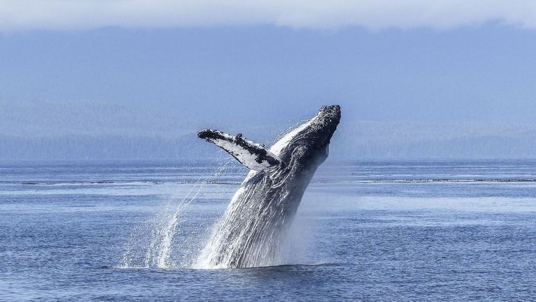 La deslumbrante ballena jorobada: en Chubut