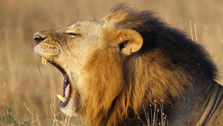 Un león se escapó y se devoró a un hombre