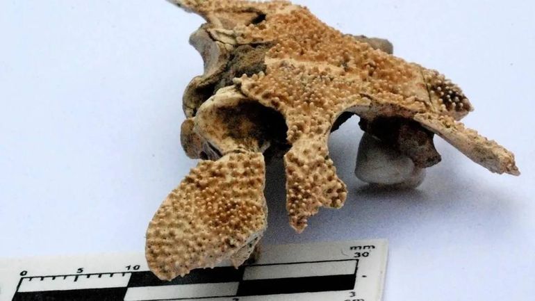 Paleontólogo argentino descubrió el cráneo de un anfibio que vivió hace 100 mil años