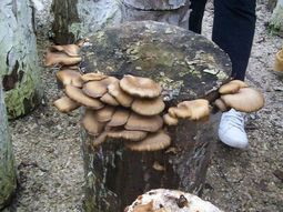 En Plottier habra dos encuentros sobre gírgolas. Foto: Prohuerta. En Plottier habra dos encuentros sobre gírgolas. Foto: Prohuerta.