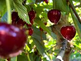 Denominación de Origen Cereza del Valle de Los Antiguos-Patagonia