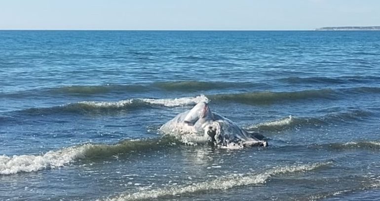 La marea arrastró a la playa de Puerto Madryn el cuerpo de un ballenato muerto. La marea arrastró a la playa de Puerto Madryn el cuerpo de un ballenato muerto.